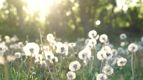Flowering dandelions in a clearing Vídeos de archivo 131642309
