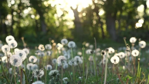 Flowering dandelions in a clearing Vídeos de archivo 131642328