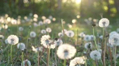 Flowering dandelions in a clearing Stock Footage