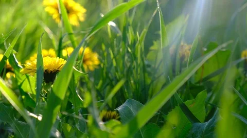 Flowering dandelions close-up, slow motion Stock-Footage 107342853