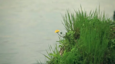 Flowering dandelions Stock Footage 11240553