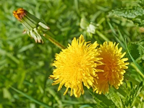 Flowering dandelions Stock Photos