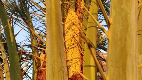 Flowering dates tree, dates tree branches, close up view 库存照片