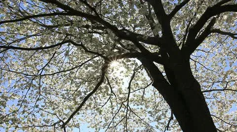 Flowering deciduous dogwood Stock Footage 11017118
