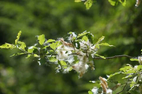 Flowering deciduous tree Stock Photos