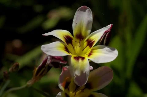 Flowering Delight Stock Photos