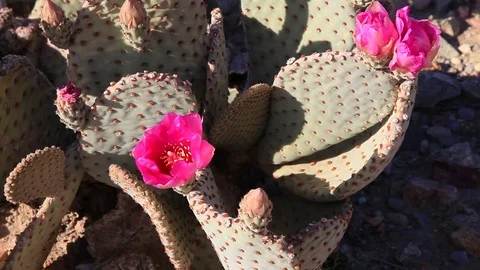 Flowering Desert Cactus Stock Footage 78201021