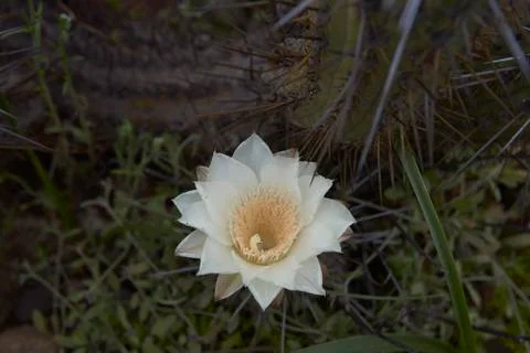 Flowering desert Stock Photos