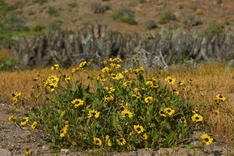 Flowering Desert Stock Photos