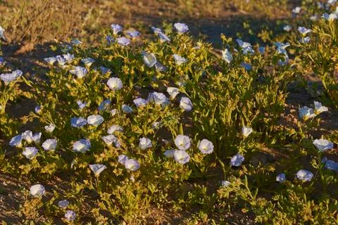 Flowering Desert Stock Photos