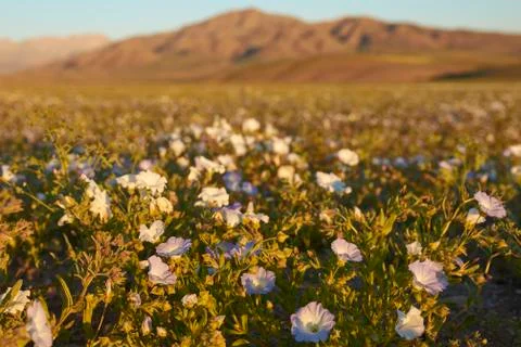 Flowering Desert Stock Photos