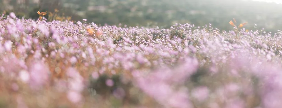 Flowering desert Foto stock