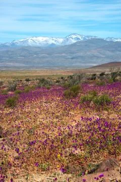 Flowering desert  (Spanish: desierto florido) in the Chilean Atacama. The eve Stock Photos