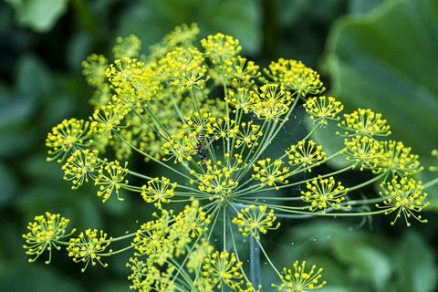 Flowering dill, close-up, blurred background Stock Photos
