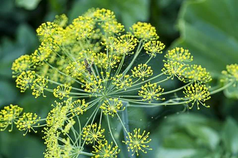 Flowering dill, close-up, blurred background Stock Photos