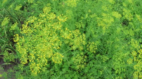 Flowering dill Stock-Footage 51572126