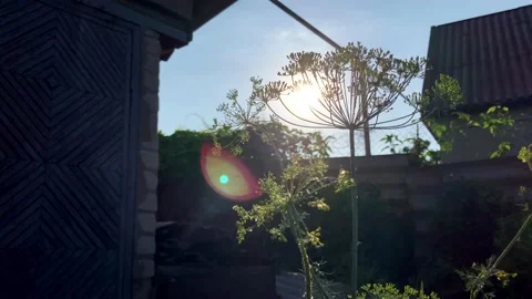 Flowering dill growing in the yard on a summer day under the bright sun. Growing Stock Footage 201188422
