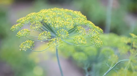 Flowering dill swaying Stock Footage 40493622