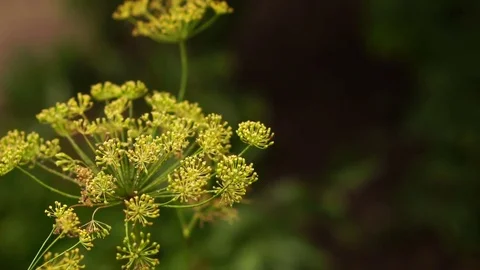 Flowering dill swaying from the wind. Slow motion Video stock 78207805