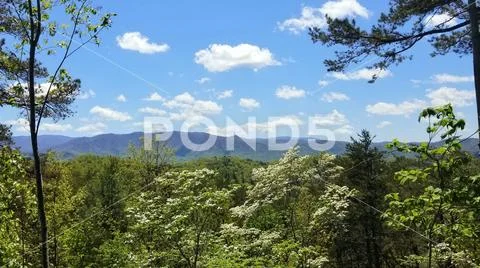 Flowering Dogwood April Mountain Vista 1 Stock Photos