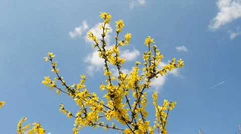 Flowering dogwood Stock Footage 3297779