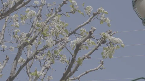 Flowering Dogwood Tree Stock Footage 128752662