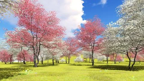 Flowering dogwood trees in orchard in spring time 3d rendering Stock Illustration
