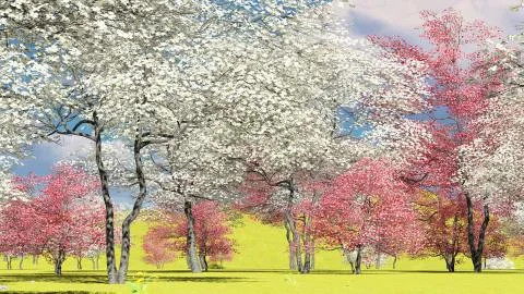 Flowering dogwood trees in orchard in spring time 3d rendering Stock Illustration