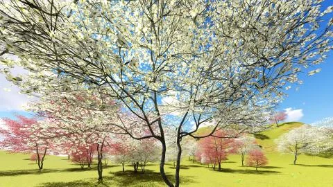 Flowering dogwood trees in orchard in spring time 3d rendering Stock Illustration