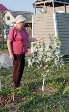 Flowering of a dwarfish apple-tree Stock Photos