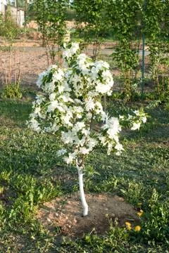 Flowering of a dwarfish apple-tree Stock Photos
