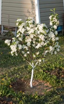 Flowering of a dwarfish apple-tree Stock-Fotos