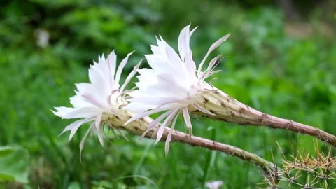Flowering Easter Lily Cactus. Large white cactus flowers Stock Footage 95646563