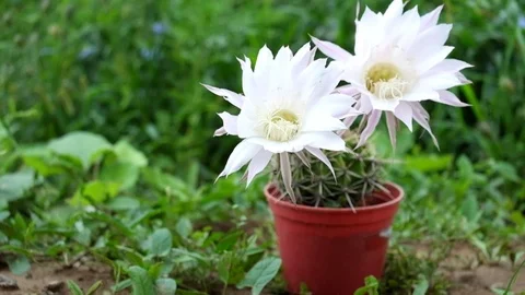 Flowering Easter Lily Cactus. Large white cactus flowers. Strong wind Video stock 110604956