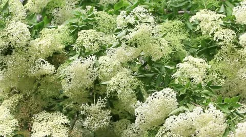 Flowering elderberry bush Stock Footage 11130373