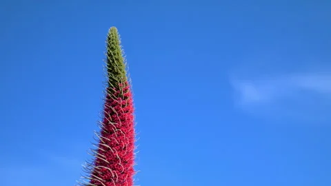 Flowering endemic with a nectar-gathering bee. Teide National Park, Spain. Stock Footage 197363534
