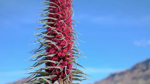 Flowering endemic with a nectar-gathering bee. Tajinaste (Echium wildpretii) Video stock 197363619