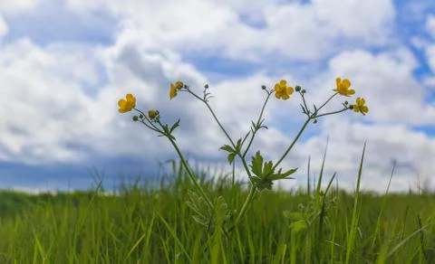 Flowering of Erantis in the spring in the mountains Stock Photos