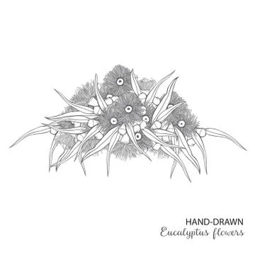 Flowering eucalyptus arrangement Illustrazione stock