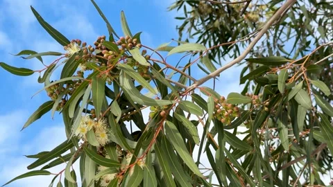 Flowering Eucalyptus Branch with Yellow Blossoms and Gumnuts Stock Footage 340321997
