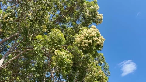 Flowering Eucalyptus Tree Canopy Against a Clear Blue Sky in Australia Stock Footage 327691879