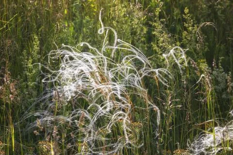 Flowering feather grass close up Fotos Stock