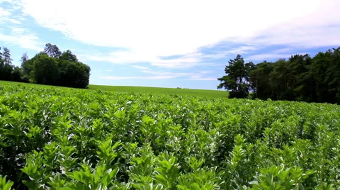 Flowering field beans. Stock Footage 51691749