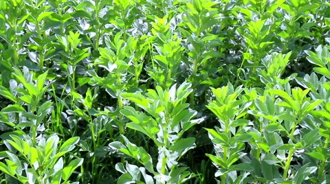 Flowering field beans. Stock Footage 51691989