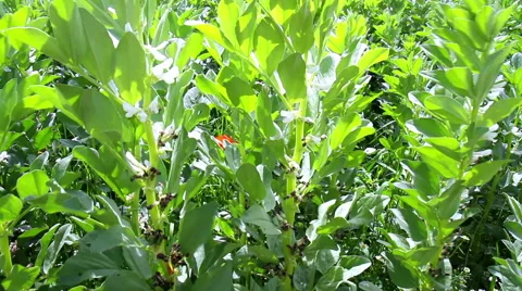 Flowering field beans. Stock Footage 51692241
