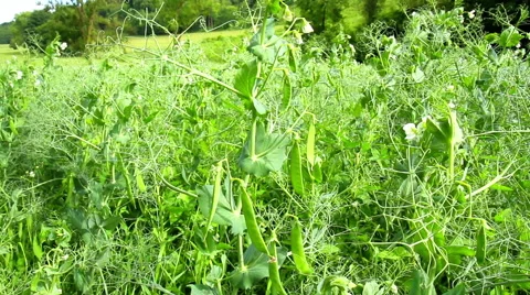 Flowering field peas. Stock Footage 51696239