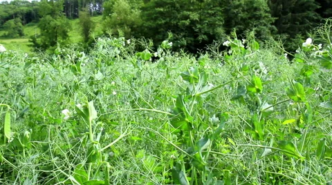 Flowering field peas. Stock Footage 51698143
