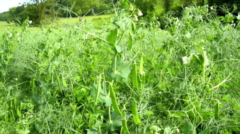 Flowering field peas. Stock Footage 51758201