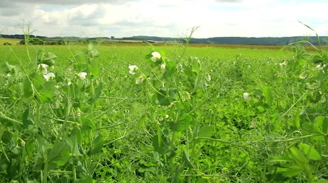 Flowering field peas Stock Footage 66448170