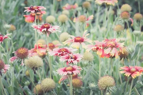 Flowering in field Stock Photos